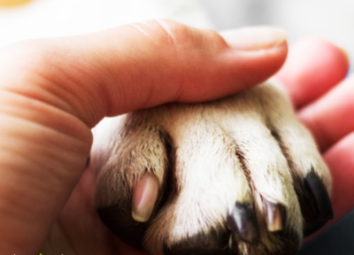 宠物猫疑食用信元产品离世 行业代工乱象呼唤法治规范